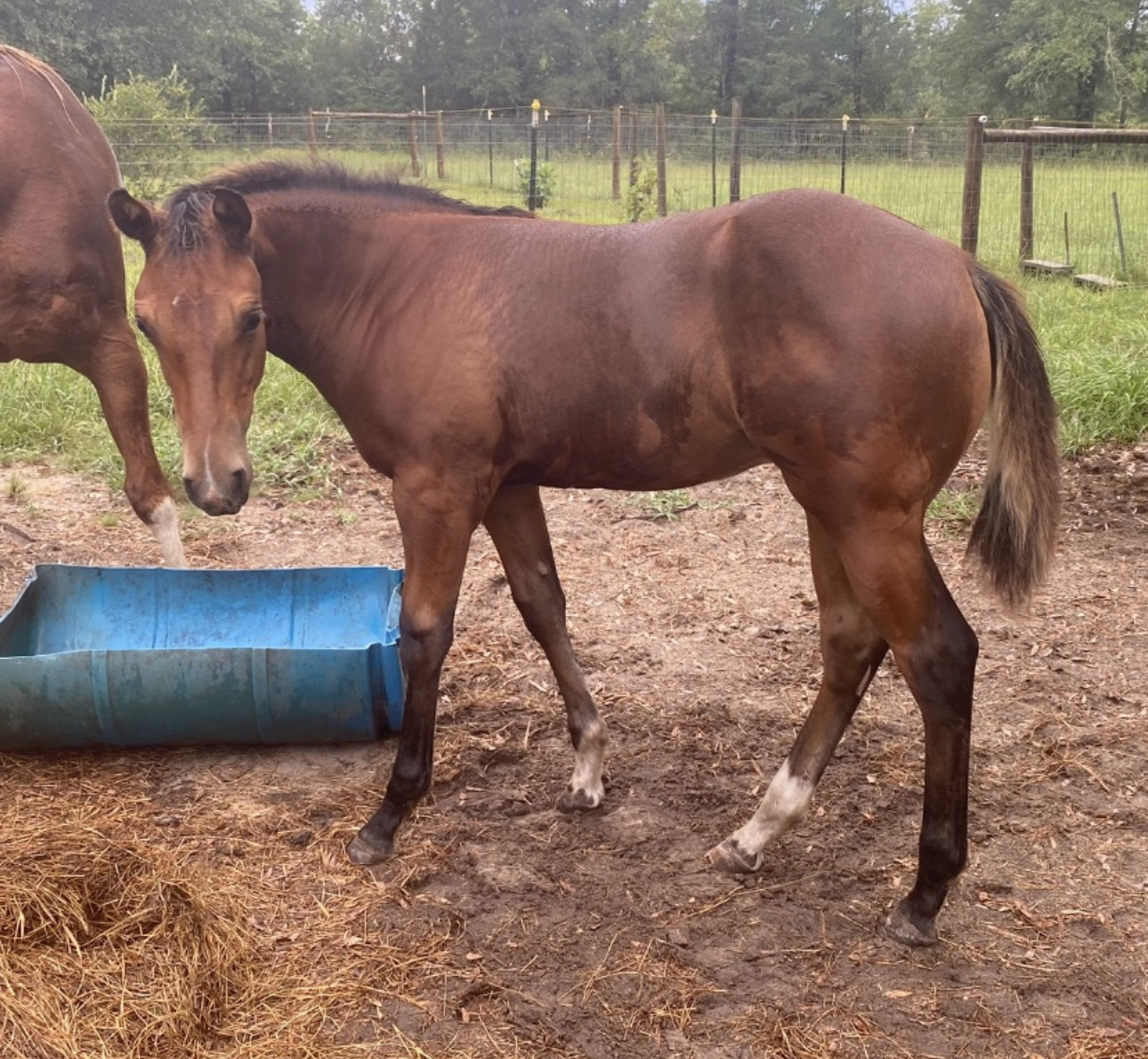 SMOKING TRASH filly WhoaZone