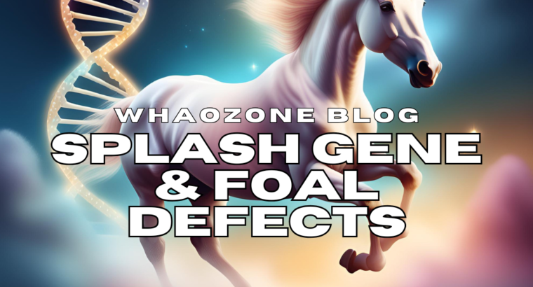 BLOG: How Splash Genes have been linked to defects in foals - WhoaZone
